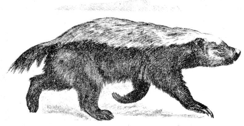 Cambridge Natural History иллюстрация медоеда